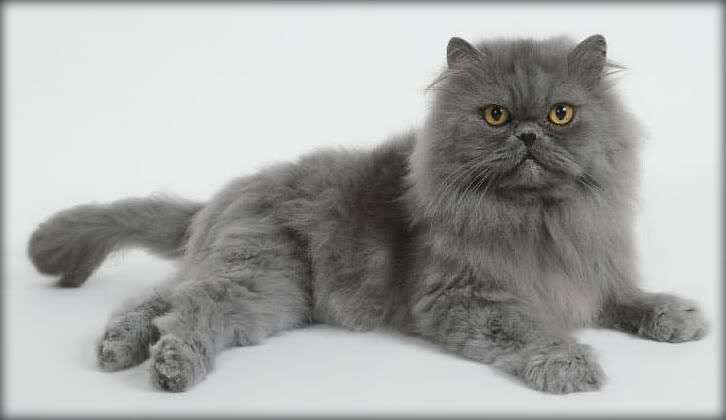 Резултат с изображение за „тъмно сива котка“"